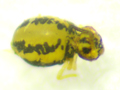 Sminthurinus elegans